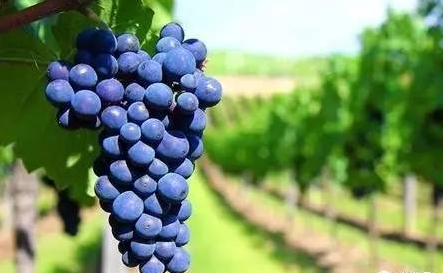 全球升溫，或將影響葡萄酒口感